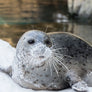 Oregon Zoo - Winter Warming 3-Pack