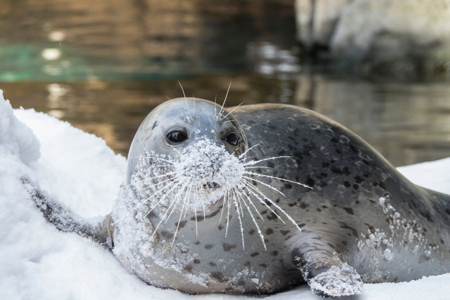 Oregon Zoo - Winter Warming 3-Pack