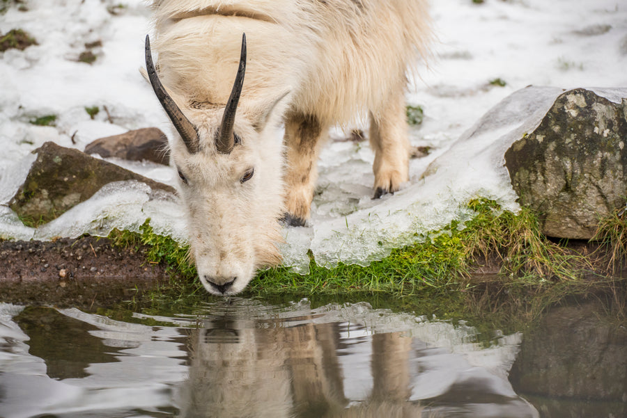 Oregon Zoo - Winter Warming 3-Pack