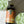 A bottle of Brown Sugar Simple sandwiched between two iced matchas.