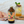 Passion Fruit Citrus Syrup 12oz Case of 6 — view 6